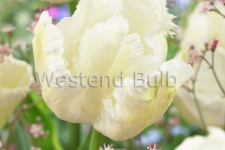 Tulipa White Parrot